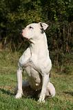 BOULEDOGUE AMERICAIN 315